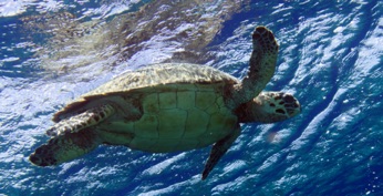 Hawksbill Turtle